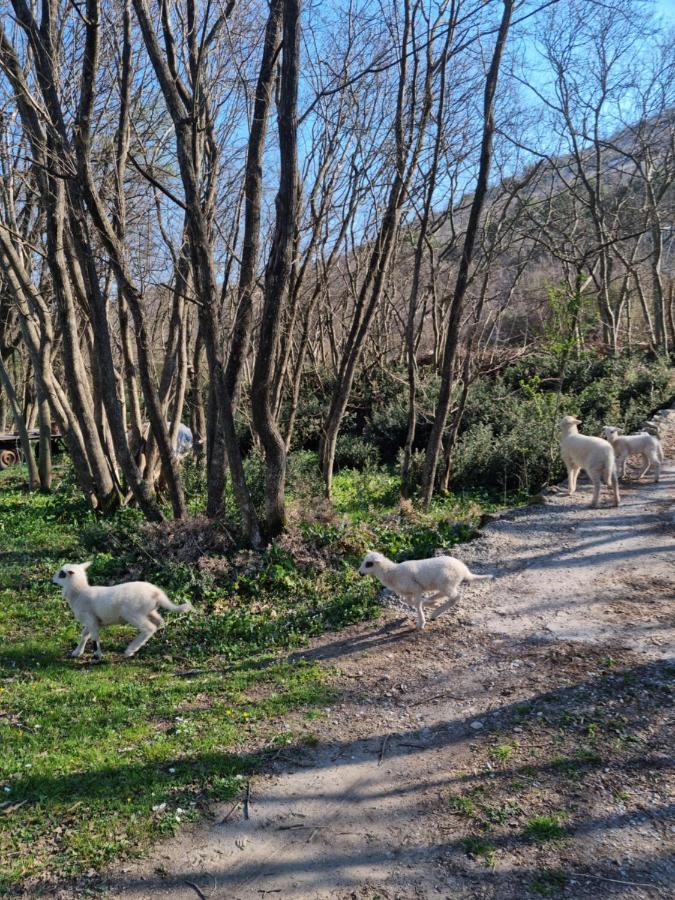 Wolf & Sheep Nature & Adventure พอดโกริกา ภายนอก รูปภาพ